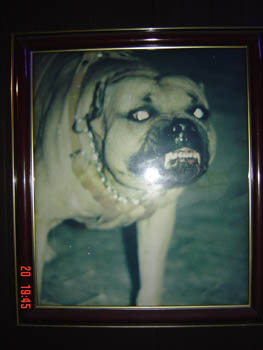 A friendly dog