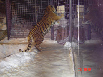 Lee playing with the Siberean Tigers of Alexandrs