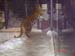 Lee playing with the Siberean Tigers of Alexandrs