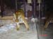 Siberean Tiger on the prowl