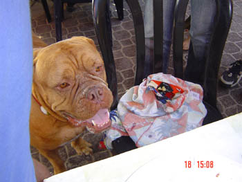 Slobbering Hooch