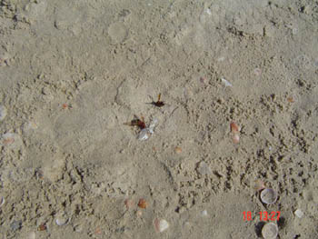 wasps on the beach mind where you sit mate