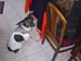 Charlottes new friend 017